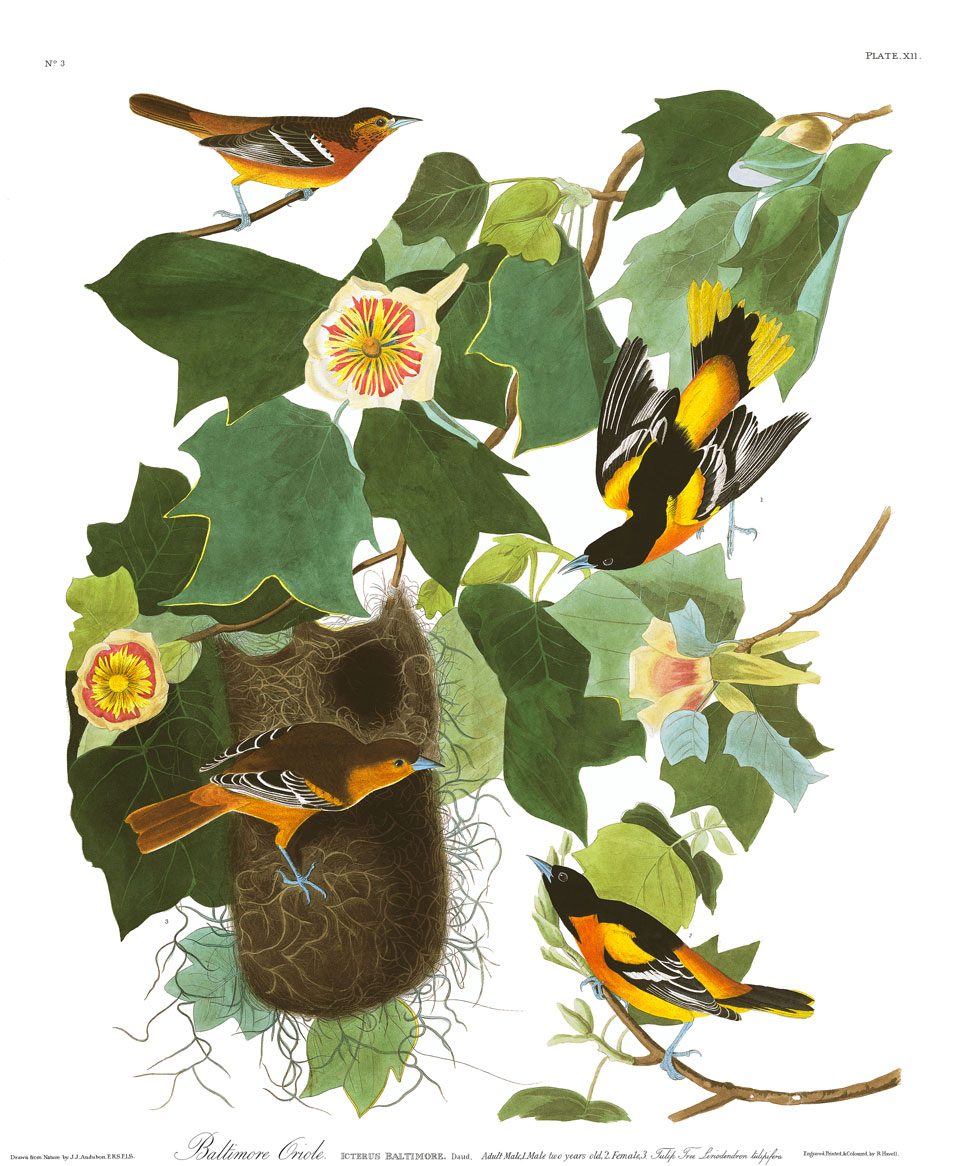 Audubon-PlateXII.Oriole
